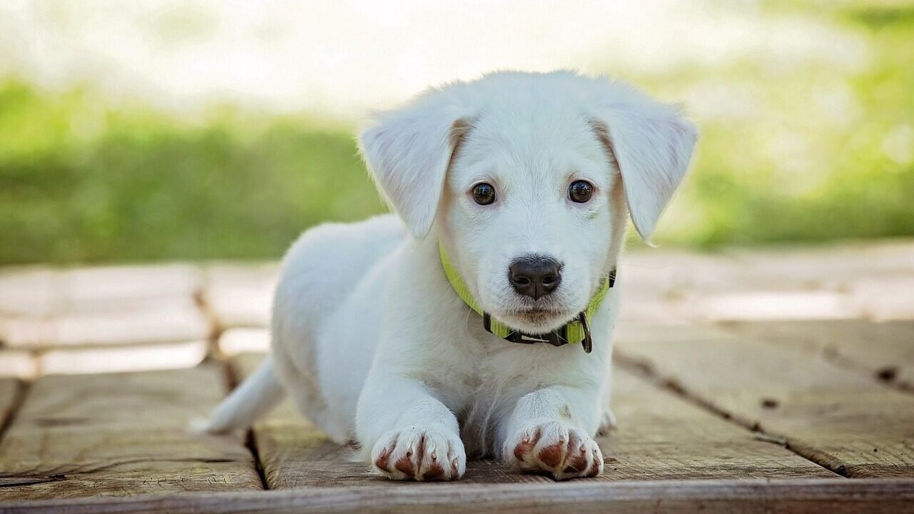 puppy, dog, pet, collar, nature, dog collar, white puppy, white dog, domestic, domestic dog, lying down, portrait, dog portrait, animal, cute, white, adorable, canine, doggy, looking