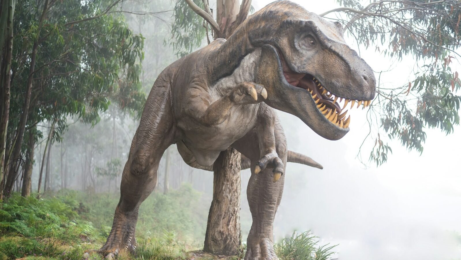 A Tyrannosaurus rex model in a misty forest with tall eucalyptus trees